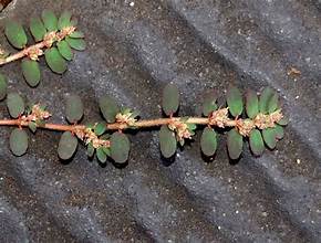 Euphorbia thymifolia